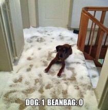 Dog vs beanbag