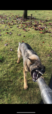 Dog vs leaf blower