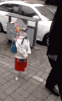Dog walking like a little girl on the street
