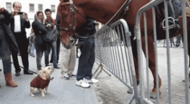 Dog wants to play with police horse