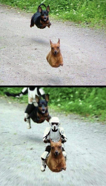 Dog wars