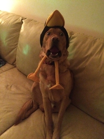 Dog with duck hat