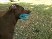 Dog with frisbee lips
