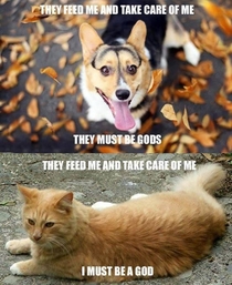 Dog Worship vs Cat Worship