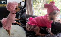 Doggie couture What it looked like online vs reality Penelope is not impressed