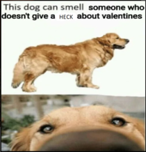 Doggo has good sense of smell