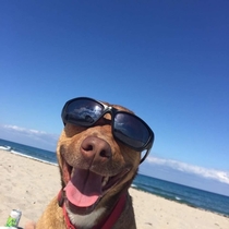 Doggo having a cool time at the beach