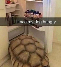 Doggo hungry