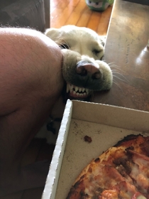Doggo wants some pizza