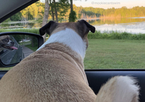 Doggos in mirror are closer than they appear