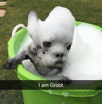 Doggy GROOT 