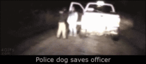 Dogs are better Police officers than people