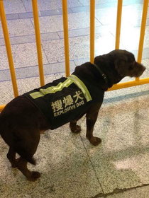 Dogs are dangerous in Japan