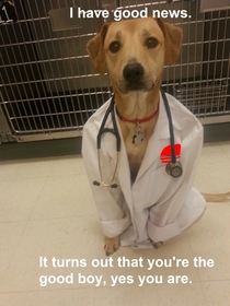 Dogs as doctors What a time we live in