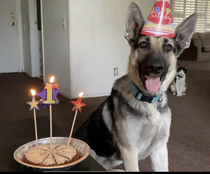 Dogs birthdays but cat wasnt amused