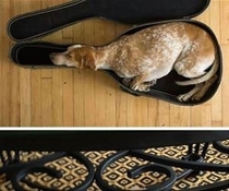 Dogs Can Fall Asleep Anywhere