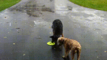 Dogs forgot how to frisbee