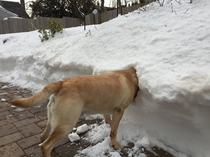 Dogs Head in the Snow