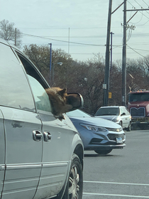 dogs in mirror are closer than they appear