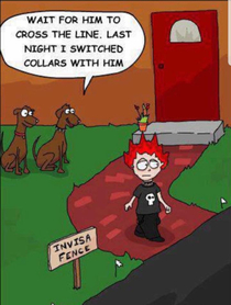 Dogs just wanna have fun