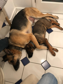 Dogs like to spoon too