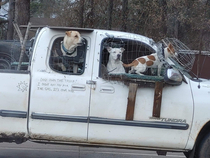 DOGS OWN THE TRUCK