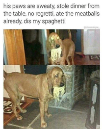 Dogs spaghetti