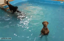 Dogs standing in swimming pool