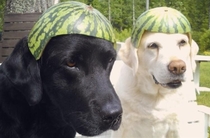 Dogs With watermelons