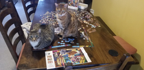 Doing a puzzle resembling our cats This morning we woke up to them assuming their positions