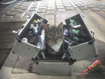 Doing some electrical work at a dairy farm and this guy has been kind enough to help meowt