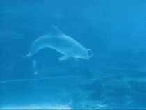 Dolphin manipulating an air bubble