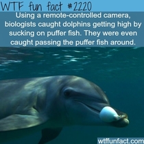 Dolphins are fucking cool