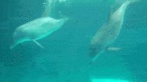 Dolphins Blowing amp Playing With Bubbles