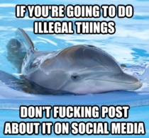 Dont be a dumbass dolphin has to teach another obvious lesson