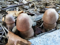 Dont Be a Mushroom