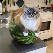 Dont even think about it The melon belongs to me all alone