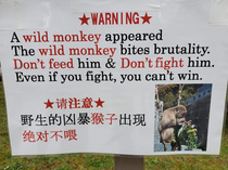 Dont fight the monkey