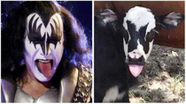 Dont have a cow Kiss fans