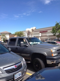Dont leave your pets on top of your car either