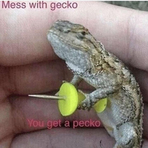 Dont mess with gecko