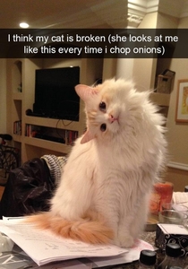 Dont mess with the cat