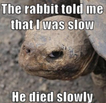 Dont mess with the turtle