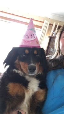 Dont think my dog is very excited for her birthday