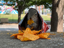 Doritos are squirrel approved