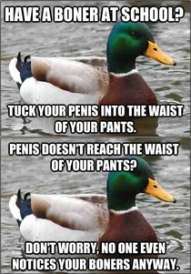 Double Advice Mallard