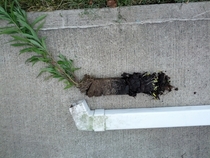 Down spout was blocked I thought it was just some leaves stuck in there I was right but the leaves were still connected to the plant