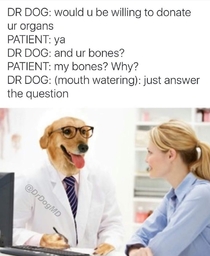 DR DOG