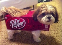 Dr Pupper