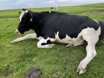 Draw me like one of your french cows - goddamnit Mathilda go pee somewhere else
